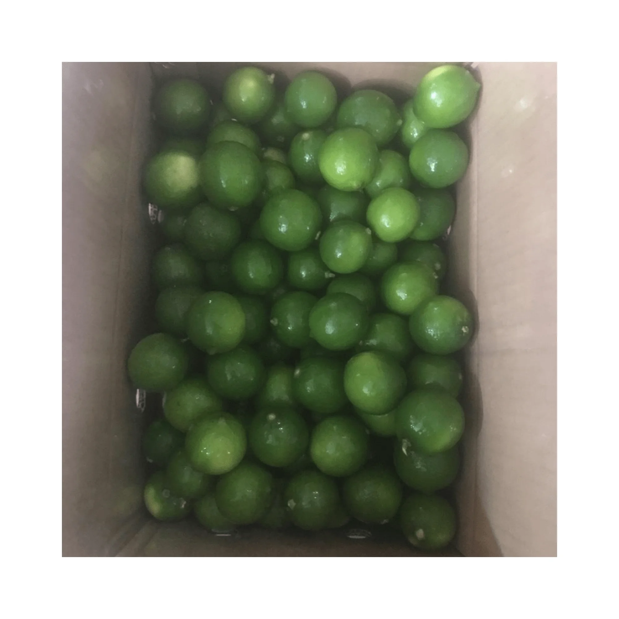 Good Quality Fresh Lemon/Fresh Green Seedless Lime and Lemons from Fresh Citrus Fruit with high quality and competitive price