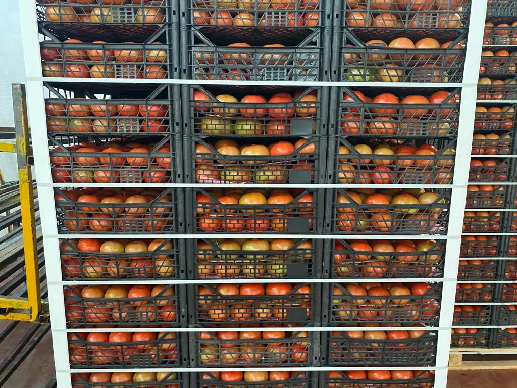 HIGH QUALITY NUTRITIOUS BULK TURKEY WHOLESALE DELICIOUS TOMATO SAUCE VEGETABLE KITCHEP BEST PRICE TURKEY AGROWELL TURKISHGOODS