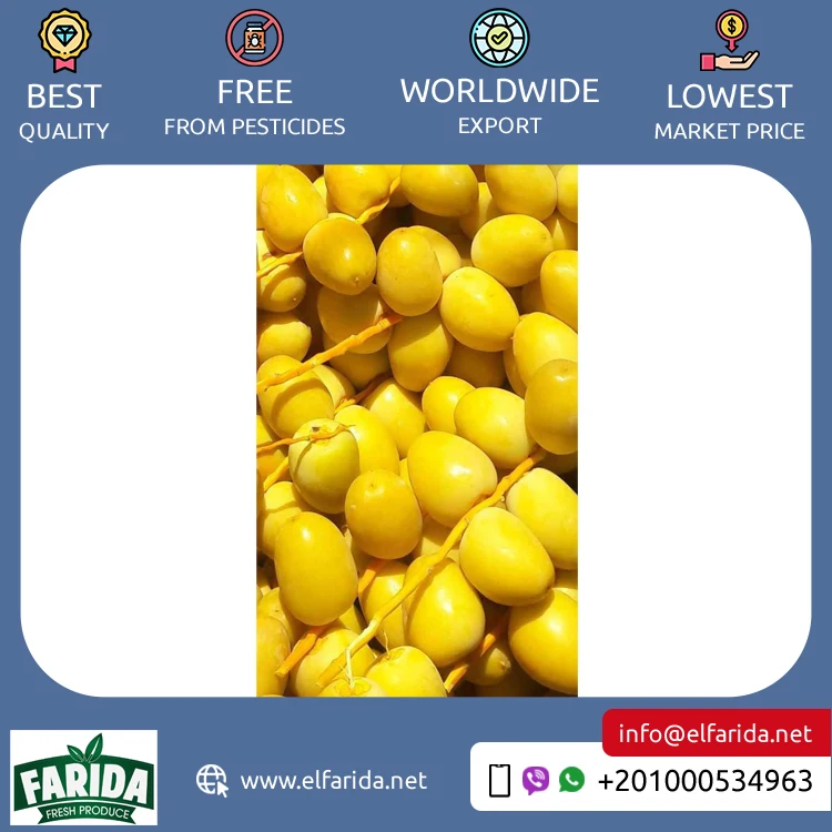 Egyptian Supplier Selling Good Quality Wholesale Sweet and Delicious Taste Natural Fresh Fruit Barhi Dates / Berhi Dates