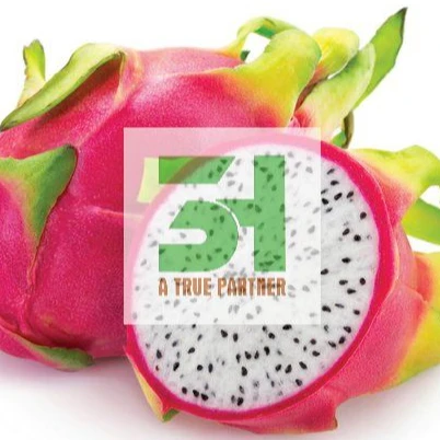 Vietnam Fresh Dragon Fruit Very Cheap Price High Quality Ready To Ship From 3H  ( Ms.Nancy +84 981 85 90 69 )