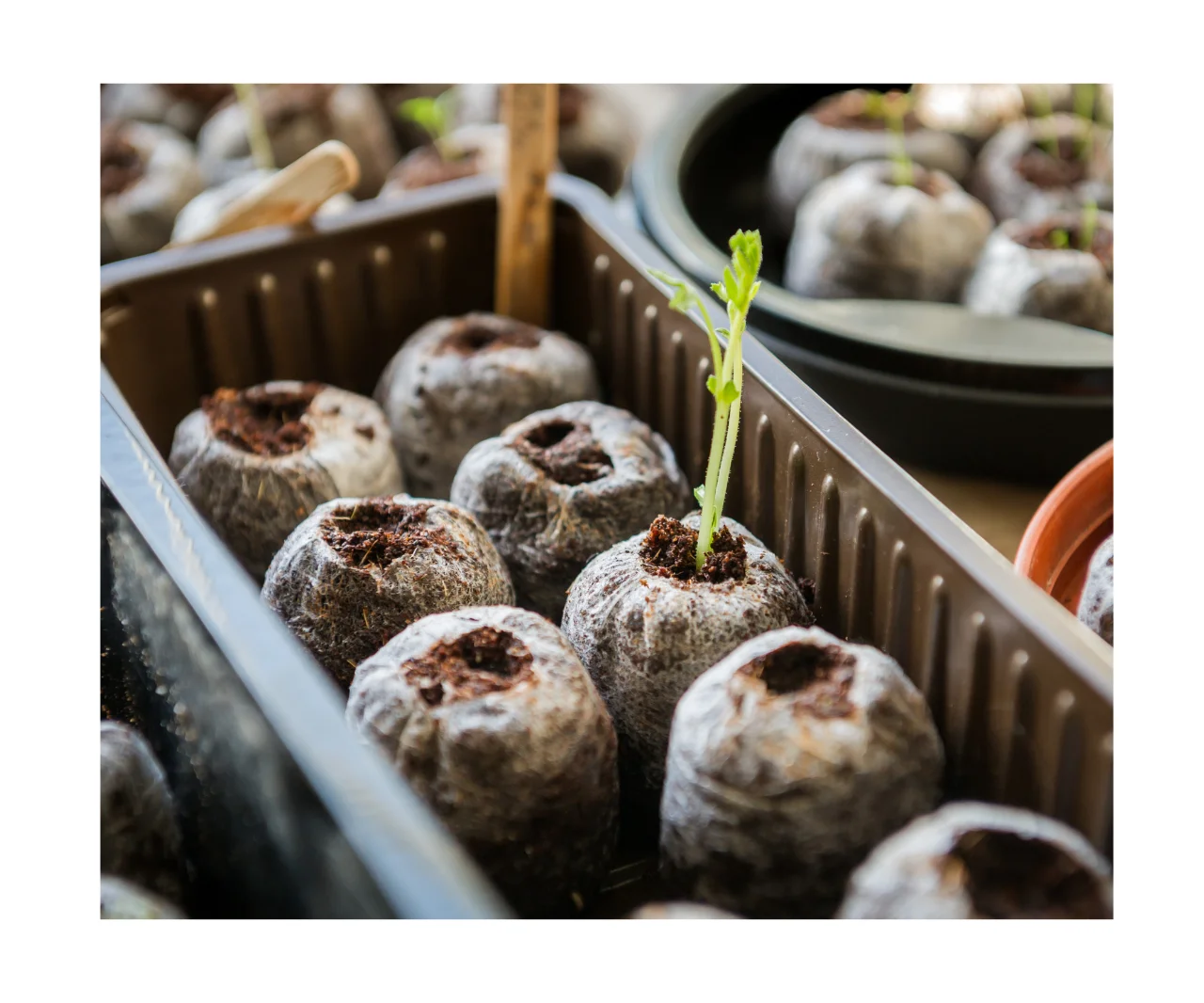 Vietnam Coco Peat Pellet Coir Peat For Planting/ Cocopeat Pellets/Coco fiber coco peat