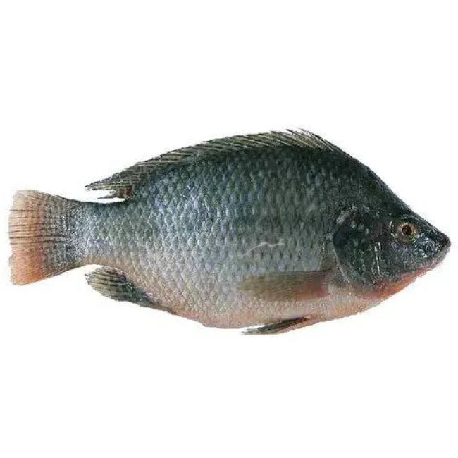 Frozen Fish Vietnamese Wholesale Fresh Black Tilapia IQF Frozen Customize Packing Export In Bulk Seafood