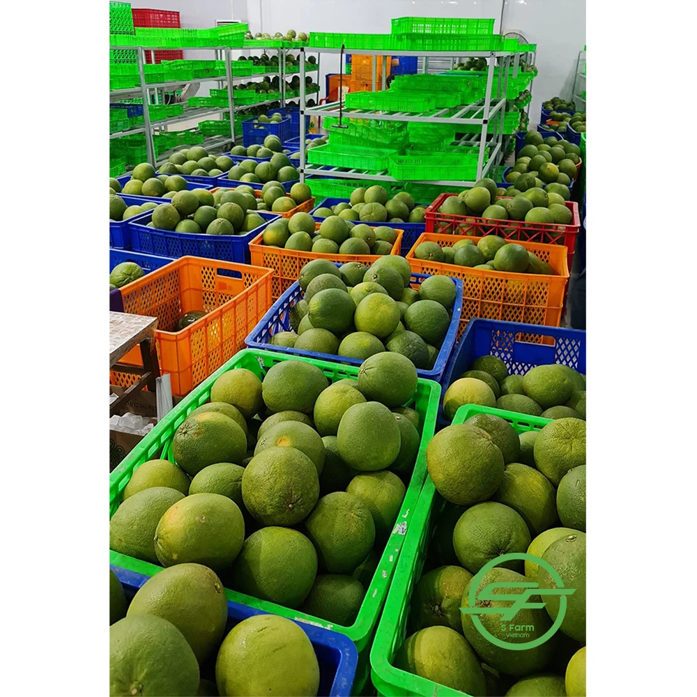 Wholesale Best Price Special Cuisine Organic Cultivation Type Green Grapefruit With Sweet Flavor From Vietnam