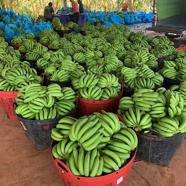 Hot Sale Best Quality Hom thong Banana  From Thailand