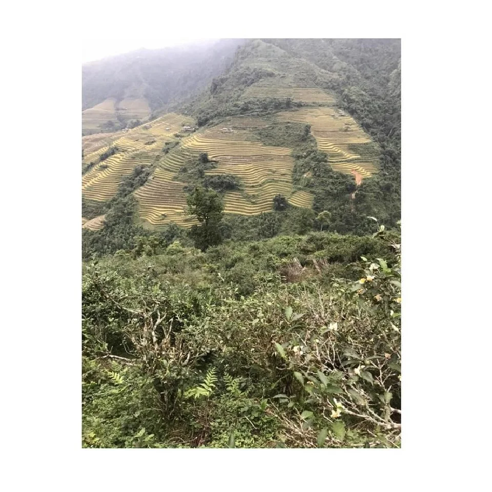 20Kg Bulk Packaging OEM Health Tea Drinks Premium Organic ASSAM Stir-Fried Black Tea From 100% Fresh Ingredients