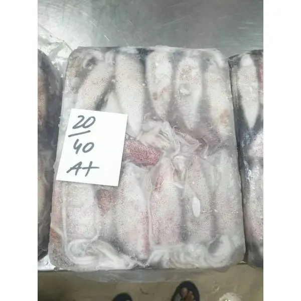 Замороженный лолиго кальмар, оптовая продажа