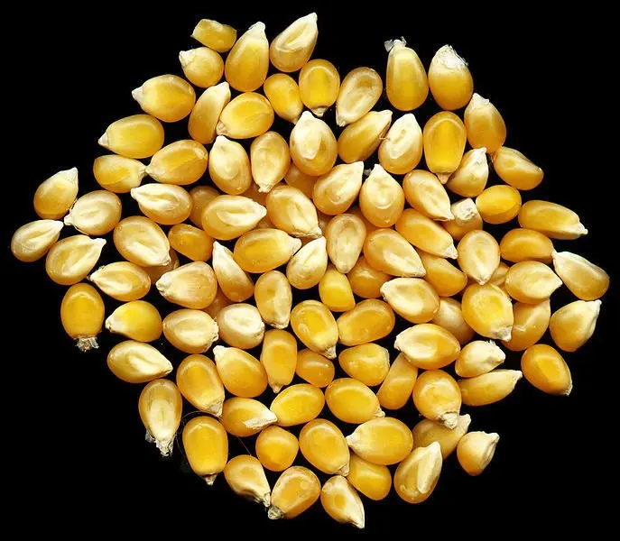 Yellow Corn Maize For Animal Feed Grade Consumption Yellow Corn For Poultry Feed Available For Export