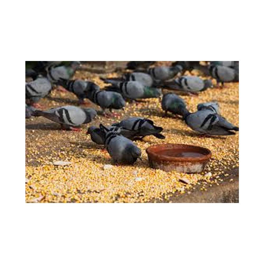 High Quality Green Pigeon Peas food grade frozen dried and fresh Bulk Style Storage Packing