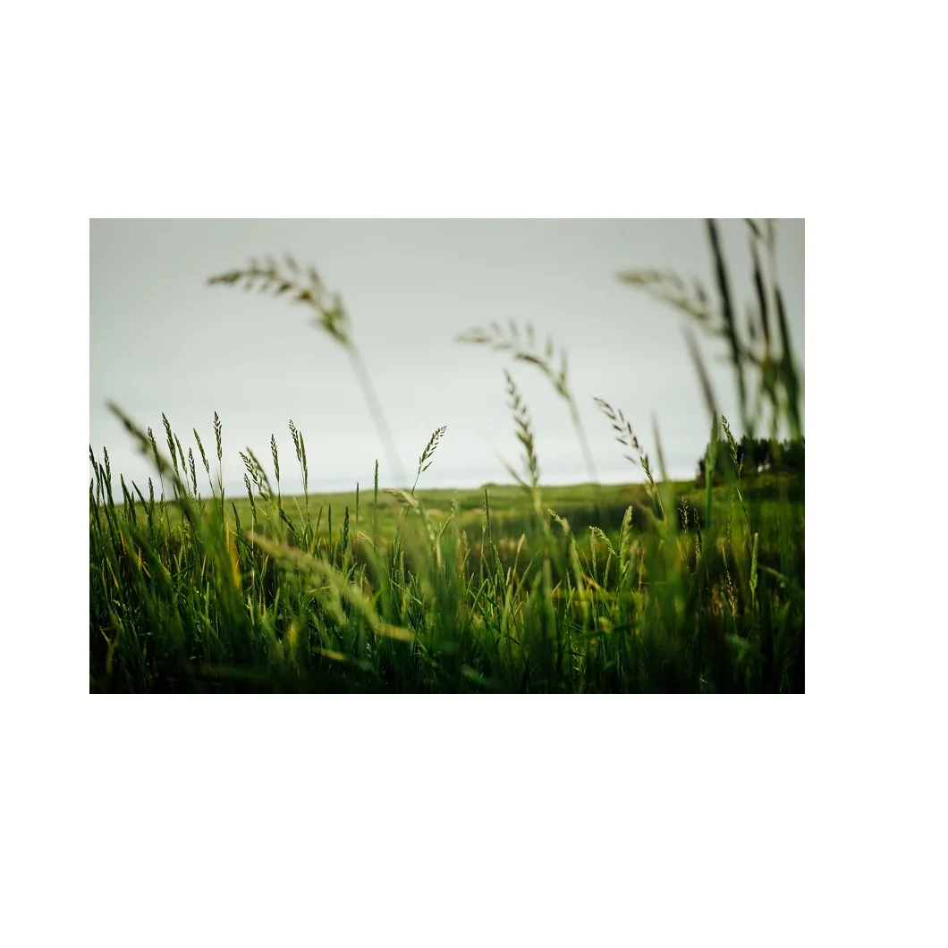 Best Price Timothy Hay / Alfalfa Hay From Europe