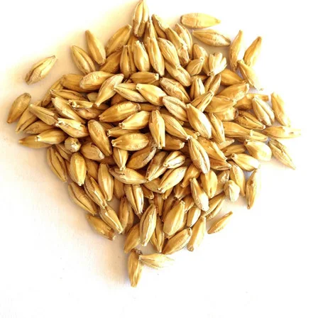 Оптовая продажа Чистое Зерно ячменя/зерно солода ячменя шелухого зерна для продажи по оптовой цене