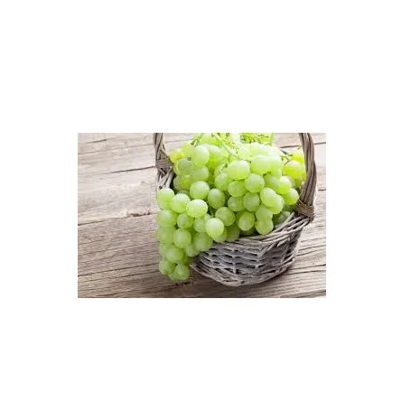 Высококачественный зеленый виноград высокого качества с хорошим содержанием сладкого вкуса, доступен по оптовой цене от индийского экспортера