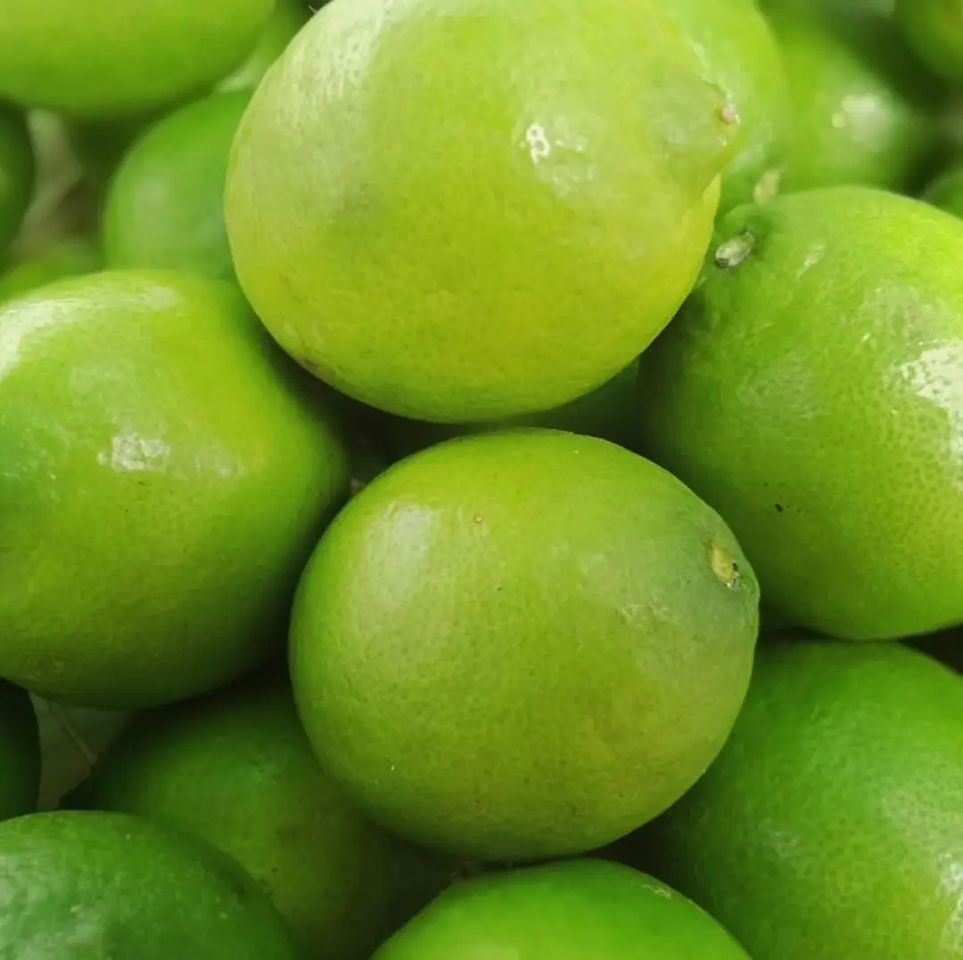 Wholesale Fresh Premium Persian Lime - Top Quality, Best Price, Directly From Producers South Africa
