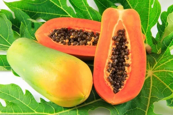 Fresh Papaya 100% Natural Vietnam High Quality Green/Yellow Oval a Grade Yellow Sunrise Papaya Fruit Sweet 2 Kg Fresh 1-3 Week
