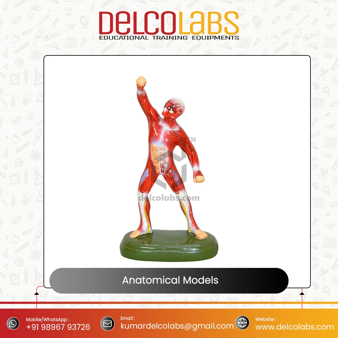 Medical Science Anatomical Models Top Quality Ear Heart Brain Lungs Digestive Respiratory Nervous Head Circulatory Model