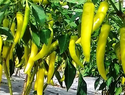 Оптовая продажа, зеленый фермер из Вьетнама, свежий Горн, перц, перцовый Перцовый Чили, свежие овощи, используемые для украшения и приправ, блюд