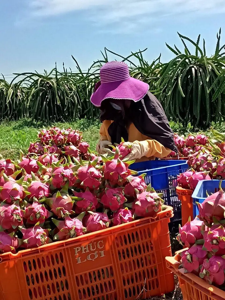 High Grade Dried Fruit Wholesale Freeze Dried White Dragon Fruit Best Price For Exporter Delicious And Healthy Snack