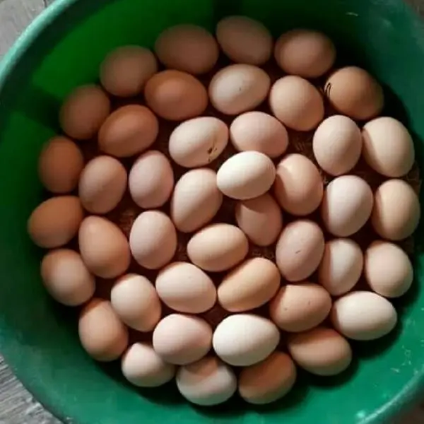 Supplier Chicken Eggs from Brazil Farms Cheap Direct Sale Organic White Chicken Eggs Broiler Chicken Eggs For Sale