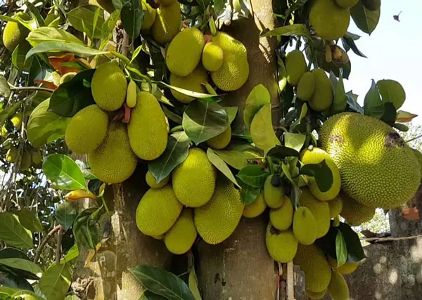 Vietnam Fresh Jackfruit Grade 1