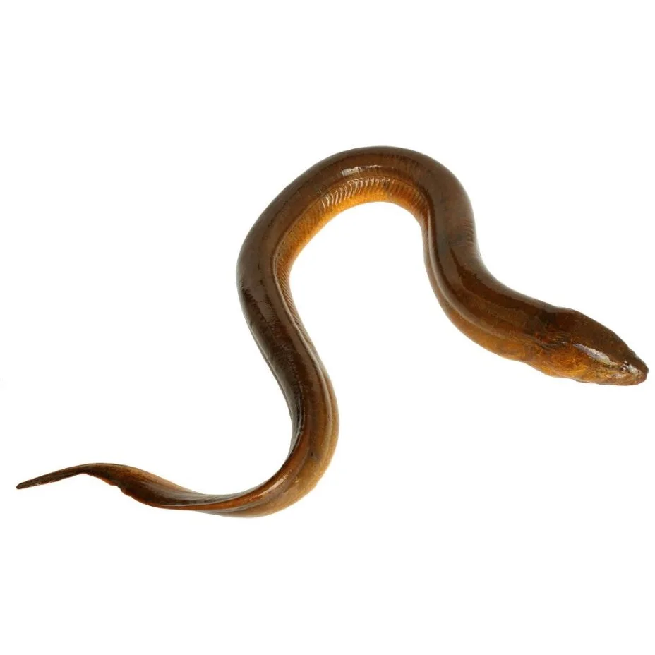 Best Frozen Top Selling Fresh Live Eel Fish Wholesale in Cheap Price Live Eels Conger Eel AD Bangladesh Life Eat Water Preserved