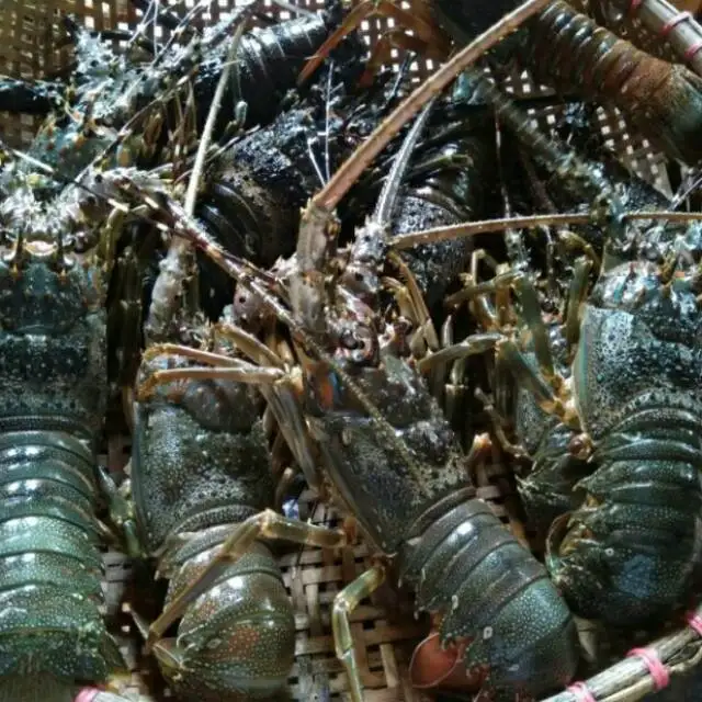 Морепродукты премиум класса свежий и замороженный лобстер Омар с хвостом для продажи живой шпионский