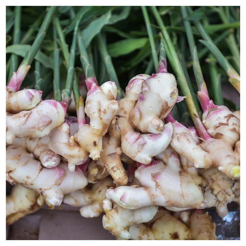 Ginger Low Price Private Label Quality Suppliers Bulk Market Natural Super Fresh Vegetable Brazil Ginger For Sale