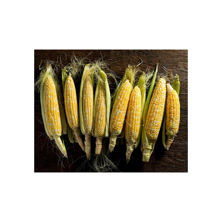 Buy High Quality Yellow Corn Maize Grains