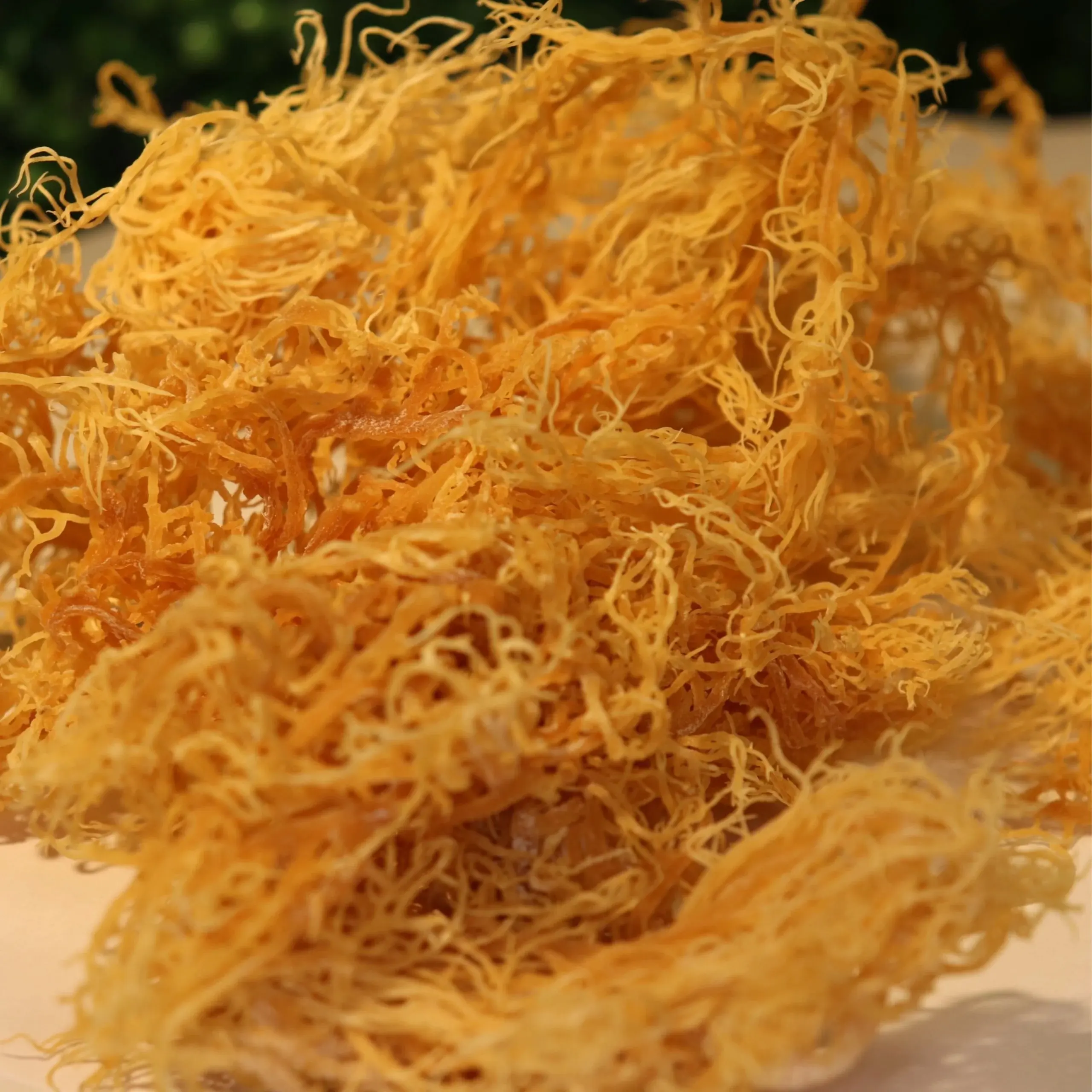 Top Quality Natural Dried Yellow Moss From Vietnam Tom