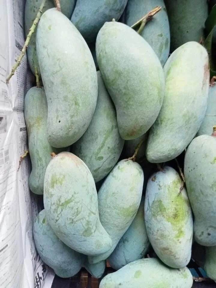 Свежий зеленый манго из Таиланда, готовый к экспорту, высокое качество, Лидер продаж, свежий зеленый манго