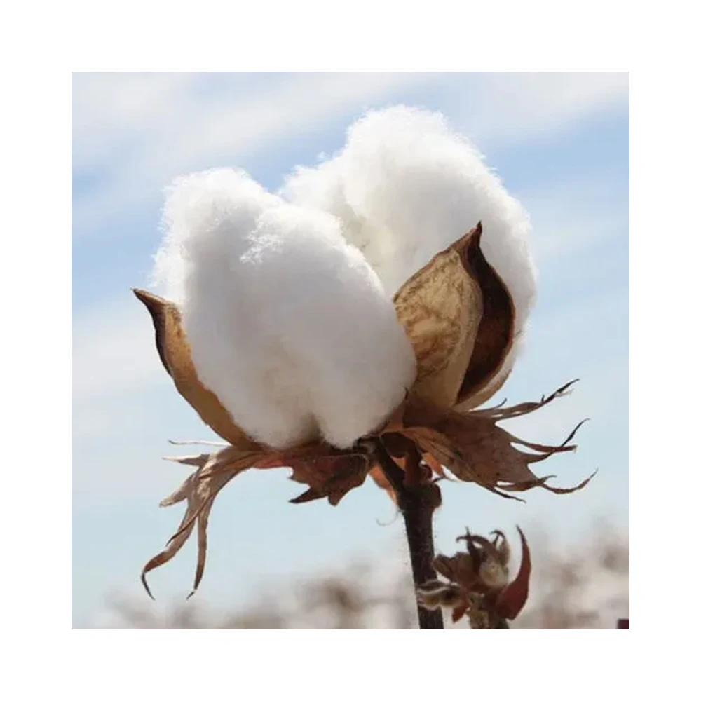 Top Quality Exclusive Deal on 100% Pure Cotton Raw Wholesale Bulk Export From Indian