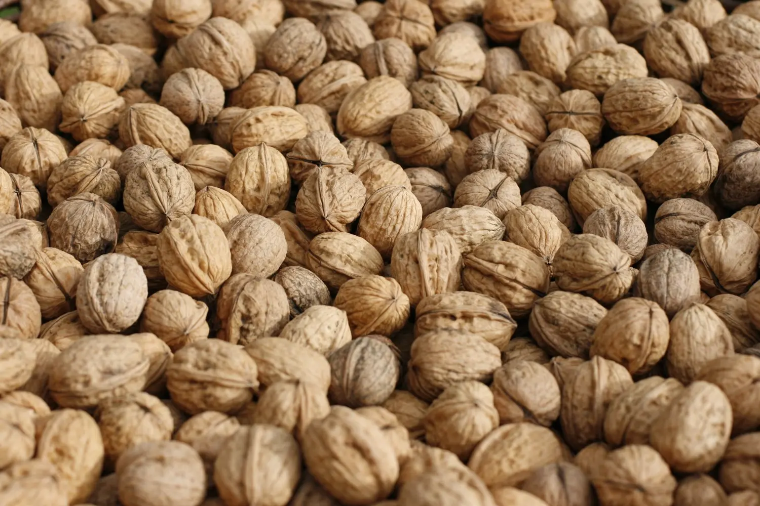 Premium Grade Walnut Kernels Without Shell Organic Raw Light Halves Peeled Walnuts In at Wholesale Price