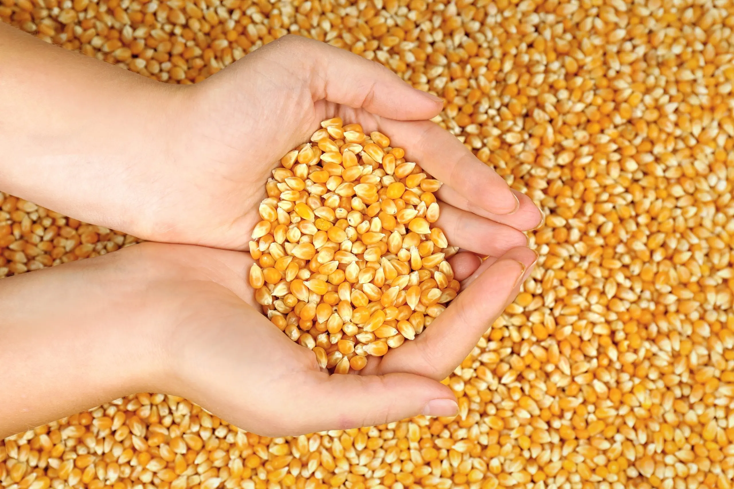 Top Quality Yellow Maize Broken Feeds At Wholesale Prices From India Export Quality Yellow Maize Corn