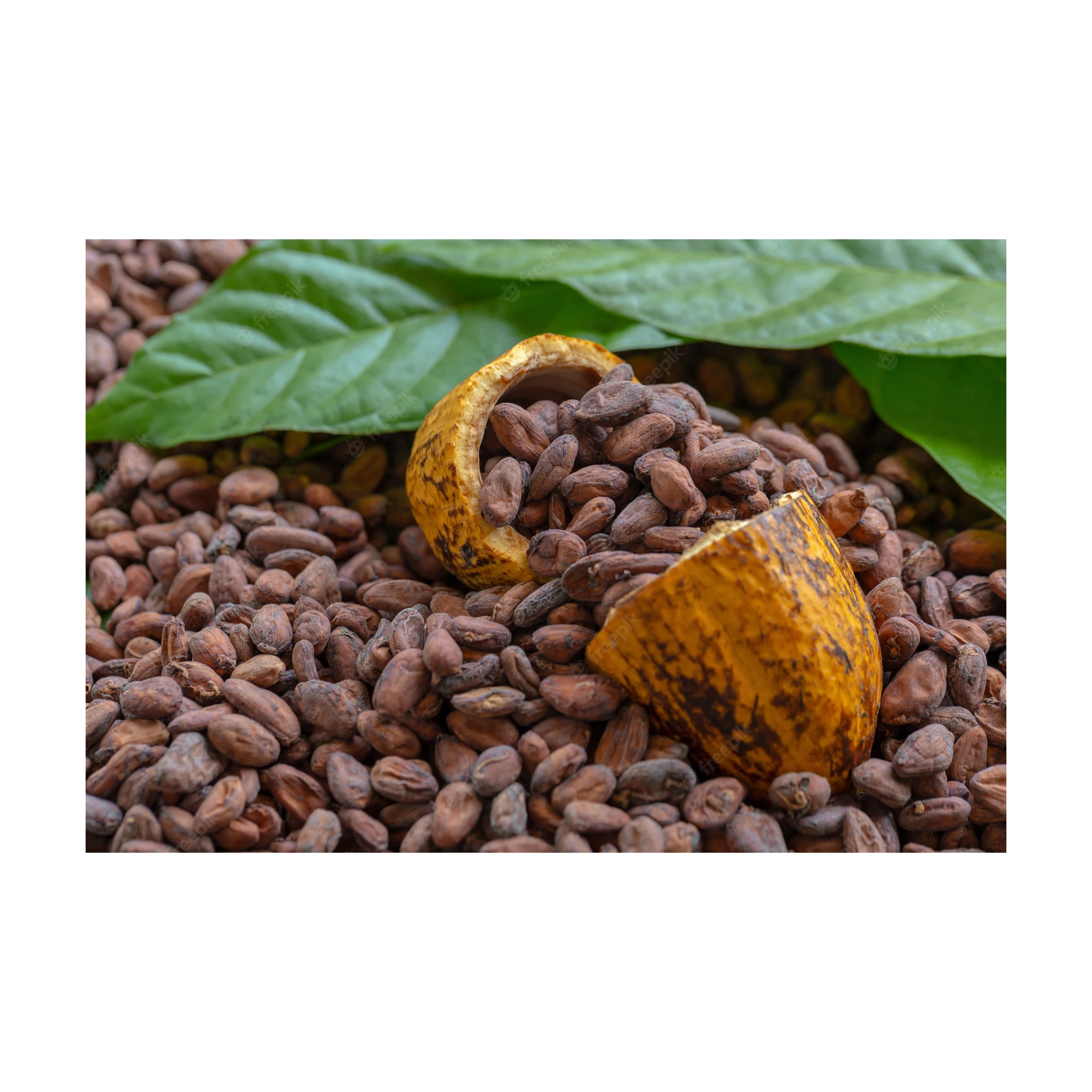 Best Quality Cocoa Beans For Sale In Cheap Price Wholesale Cocoa Beans