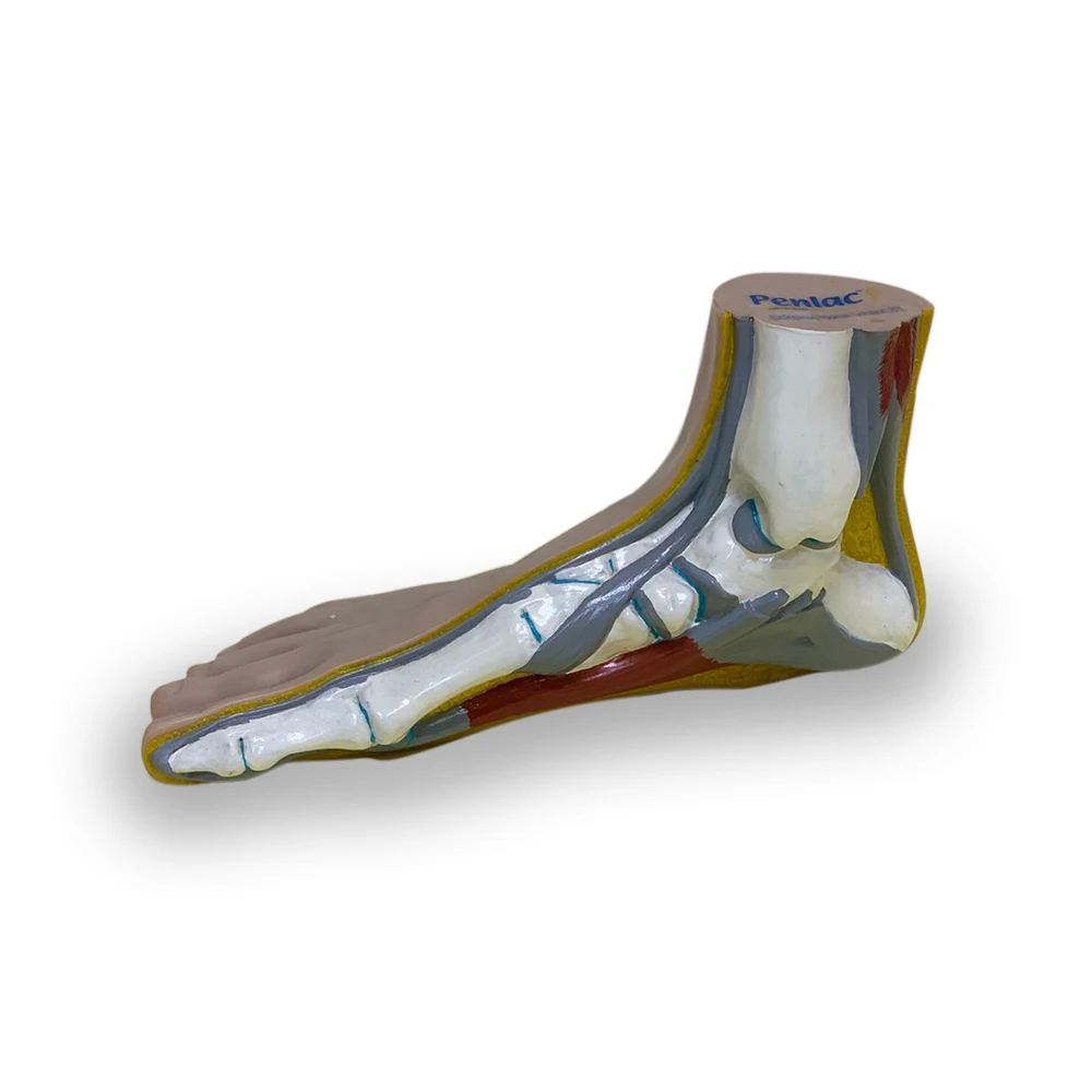 Foot Medical Section model