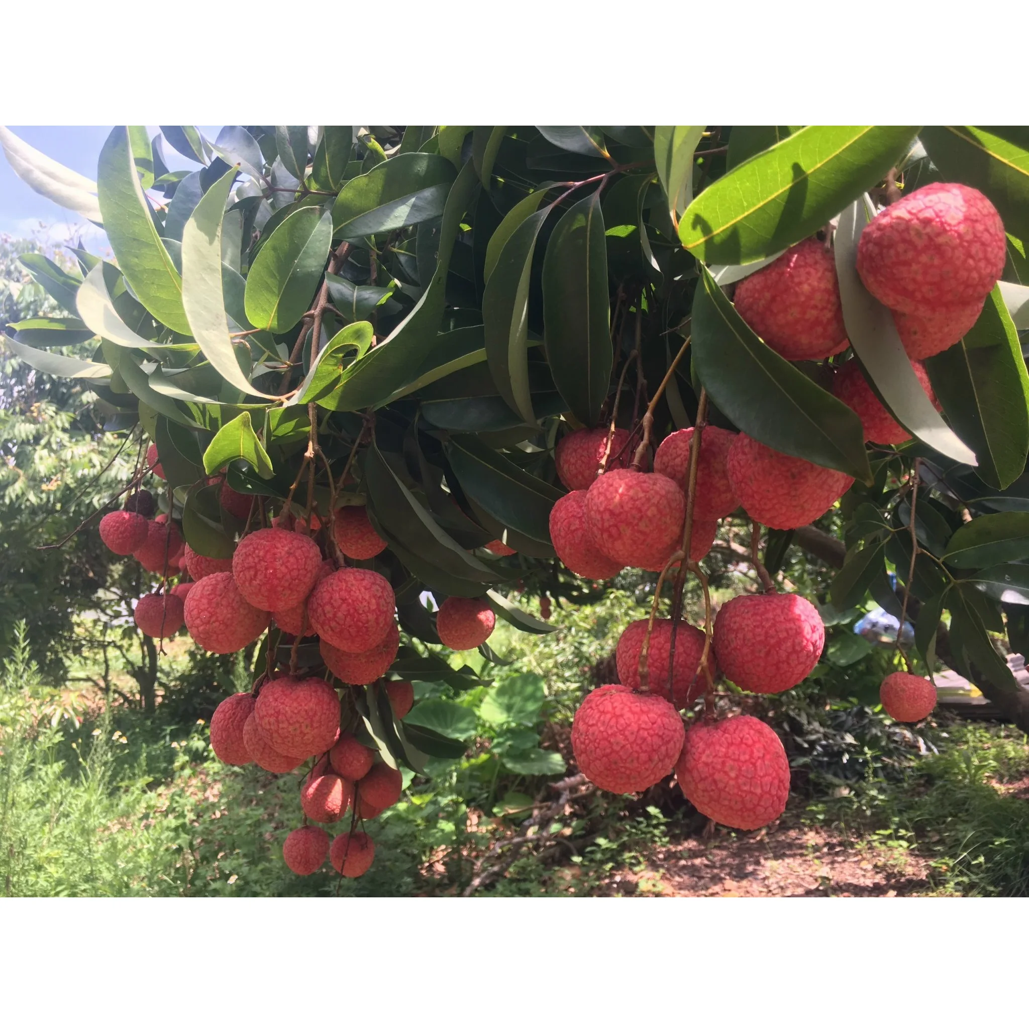 High Quality Lychee Natural Bulk Selling Fresh Fruit Sweet Taste Round Carton Box Organic Lychee From Vietnam