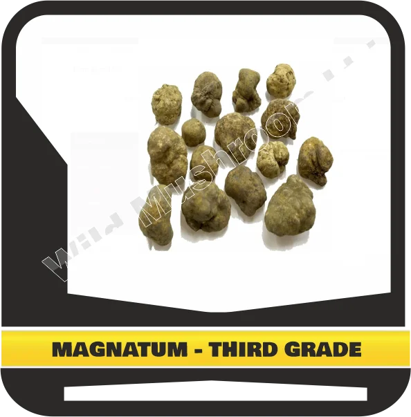 FRESH WHITE TRUFFLES TUBER MAGNATUM HUGE SIZE - THIRD GRADE