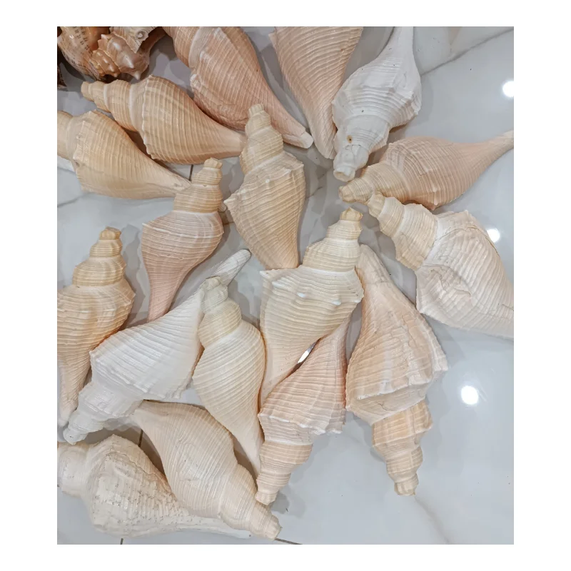Large Australian Trumpet Shell Aka Syrinx Shell - Natural Ocean Sea Snail Shells From Vietnam