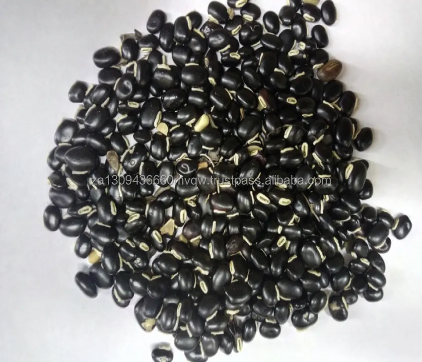 mucuna pruriens 2.png