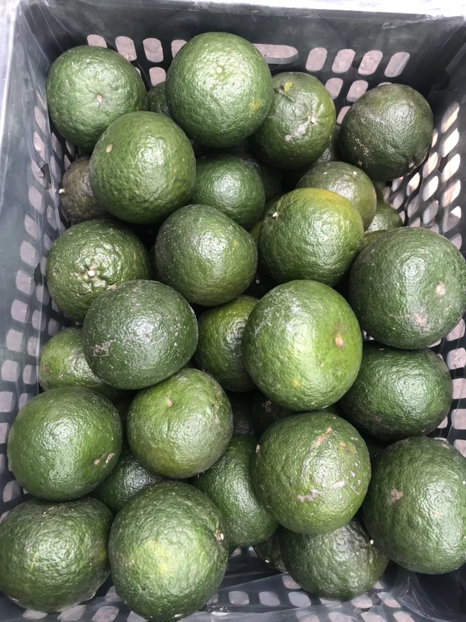 Sweet and Fresh Taste Green Skin Orange Flesh Wholesale Fresh Orange Citrus Fruit in Vietnam