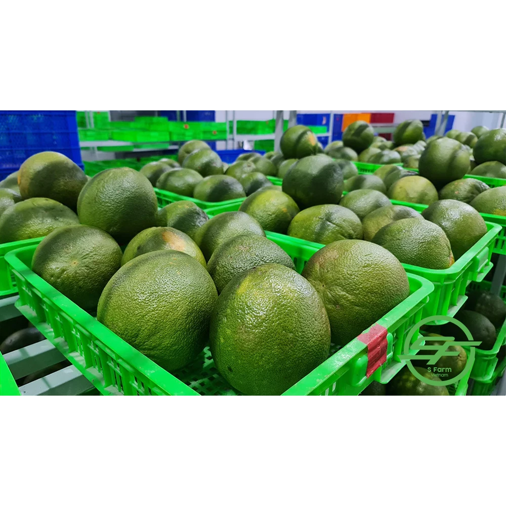 Wholesale Best Price Special Cuisine Organic Cultivation Type Green Grapefruit With Sweet Flavor From Vietnam