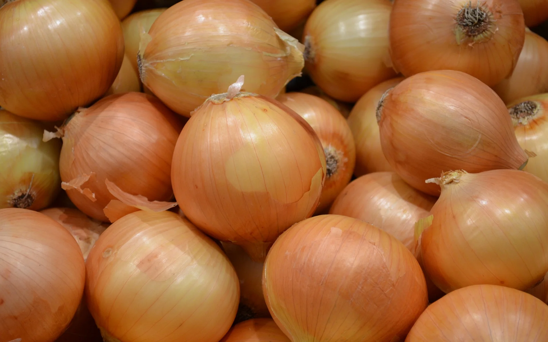 We export onion wholesale all over the world without any delivery charges, it is very tasty and healthy to eat