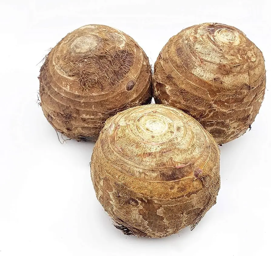 GOOD FRESH TARO/ BEST PRICE FRESH TARO ROOT