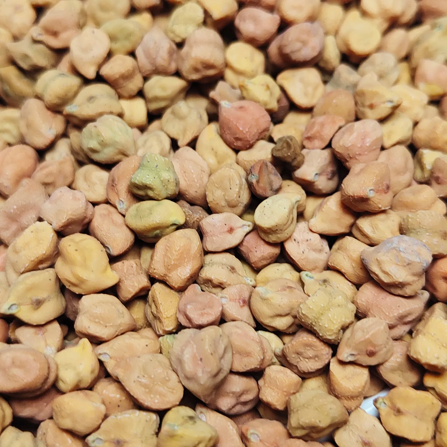 Competitive Price Desi Chickpeas, Premium Quality New Harvest 2024 Handpicked 99% Purity Kabuli Chickpeas