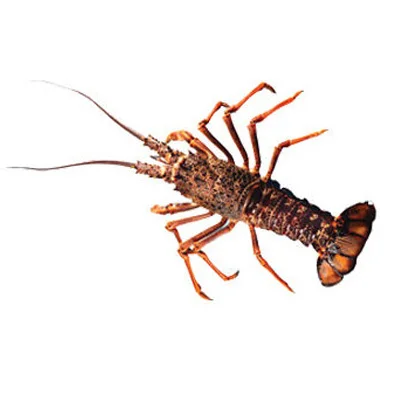 Wholesale Price Top Quality Delicious and Healthy Seafood Whole Raw Frozen Spiny Lobster for Bulk Purchase