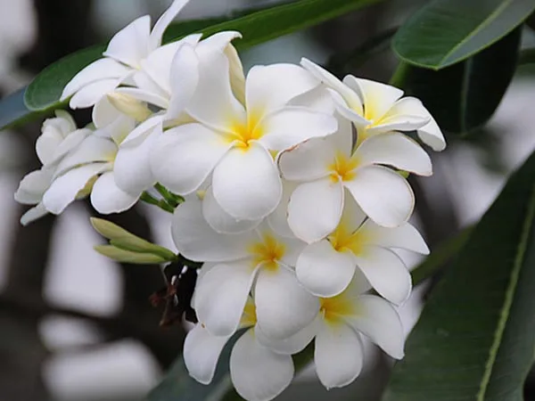 Dried porcelain flowers from Vietnam / frangipani flower holiday