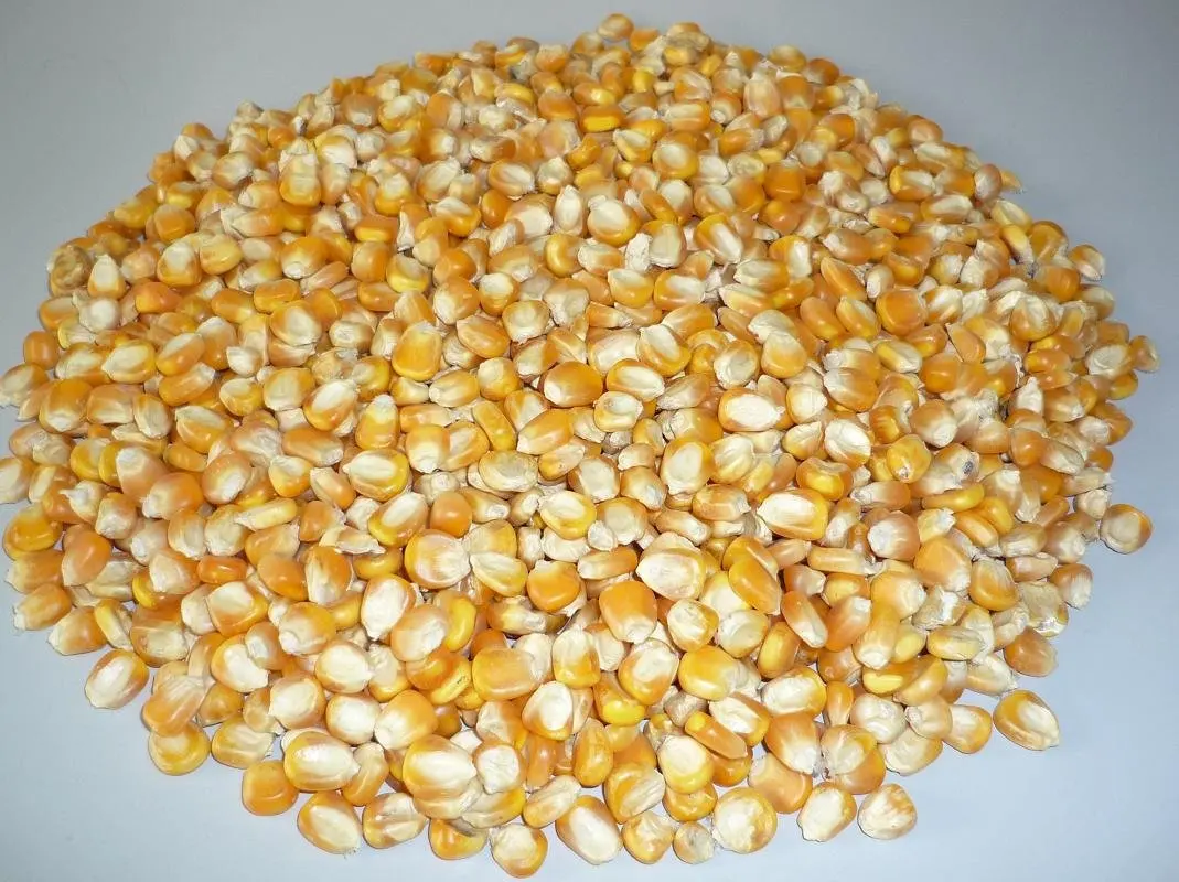 Premium Quality Yellow Maize,Animal Feed Corn Ready To Export