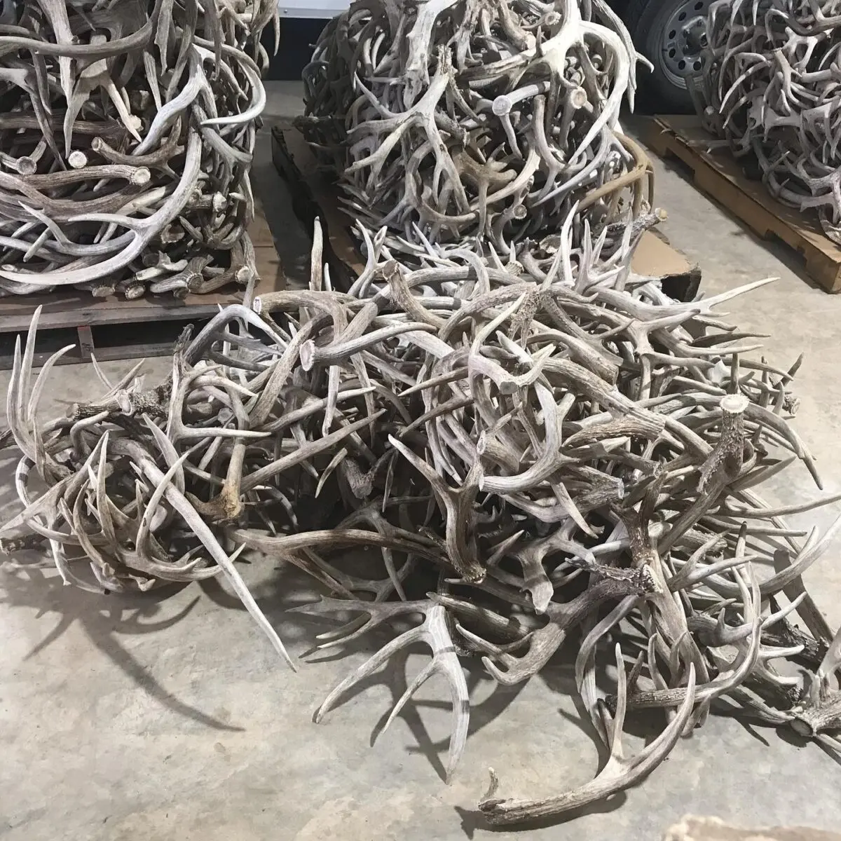 Cheap Deer Antlers / Wholesale Premium Quality Red Deer Antlers