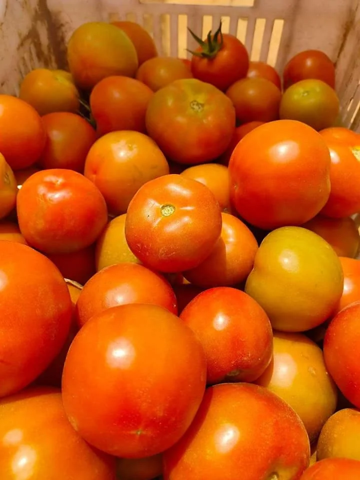 Fresh tomatoes