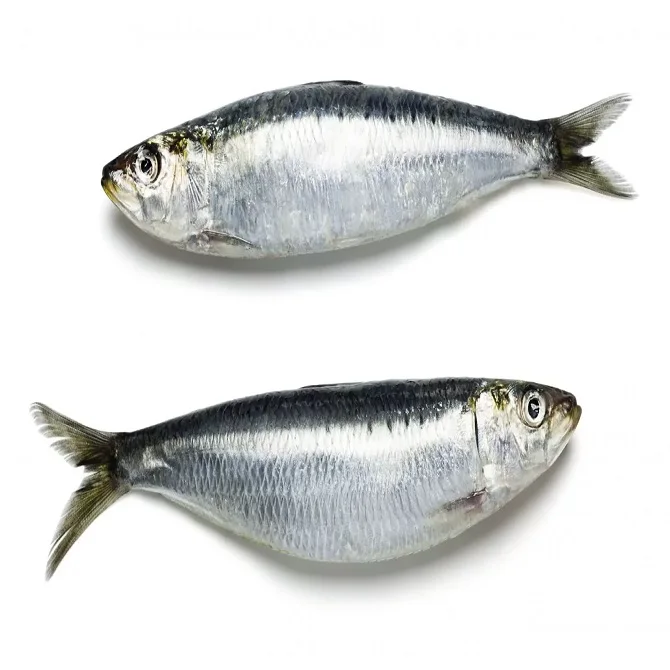 Spanish Pilchard Sardine Fish Available in Bulk / Spanish Sardin Fish 10kg Packaging