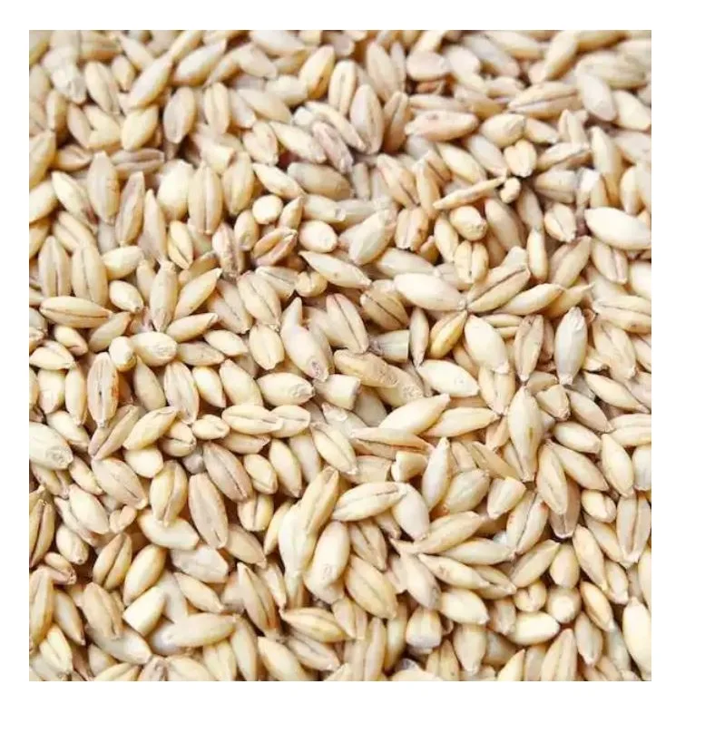 Premium Organic Barley Seeds Ideal for Feeding Dogs, Chickens, and More - Max Nutrition in Every Bag