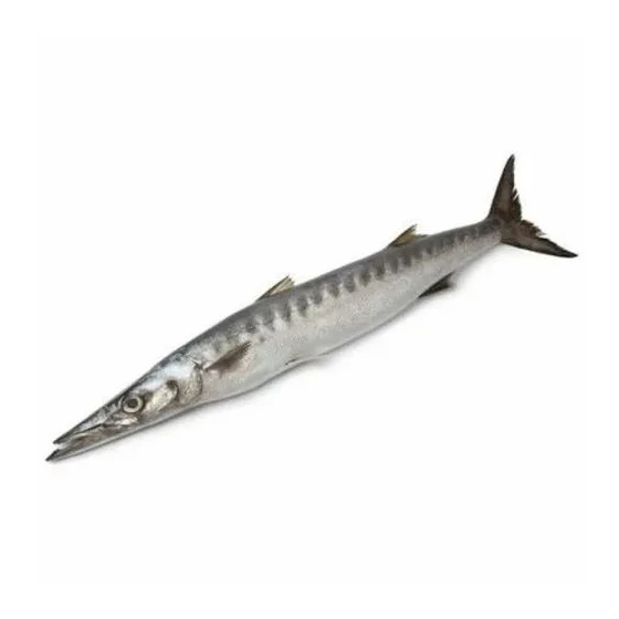 Premium frozen fresh Barracuda  fish order now / Hot sale Fish Frozen